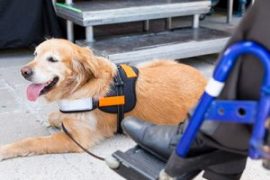 Guide Dogs For The Blind Covid-19 Coronavirus 2020